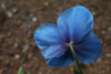 meconopsis x shelkdonii Lingholm - 3